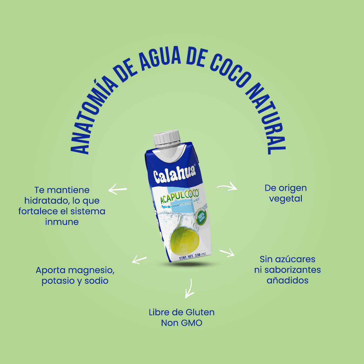 anatomia