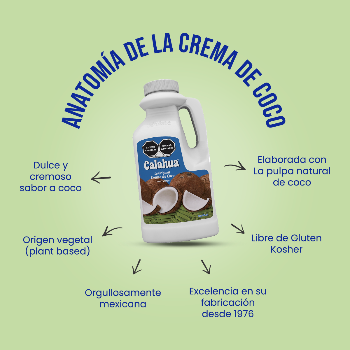 anatomia