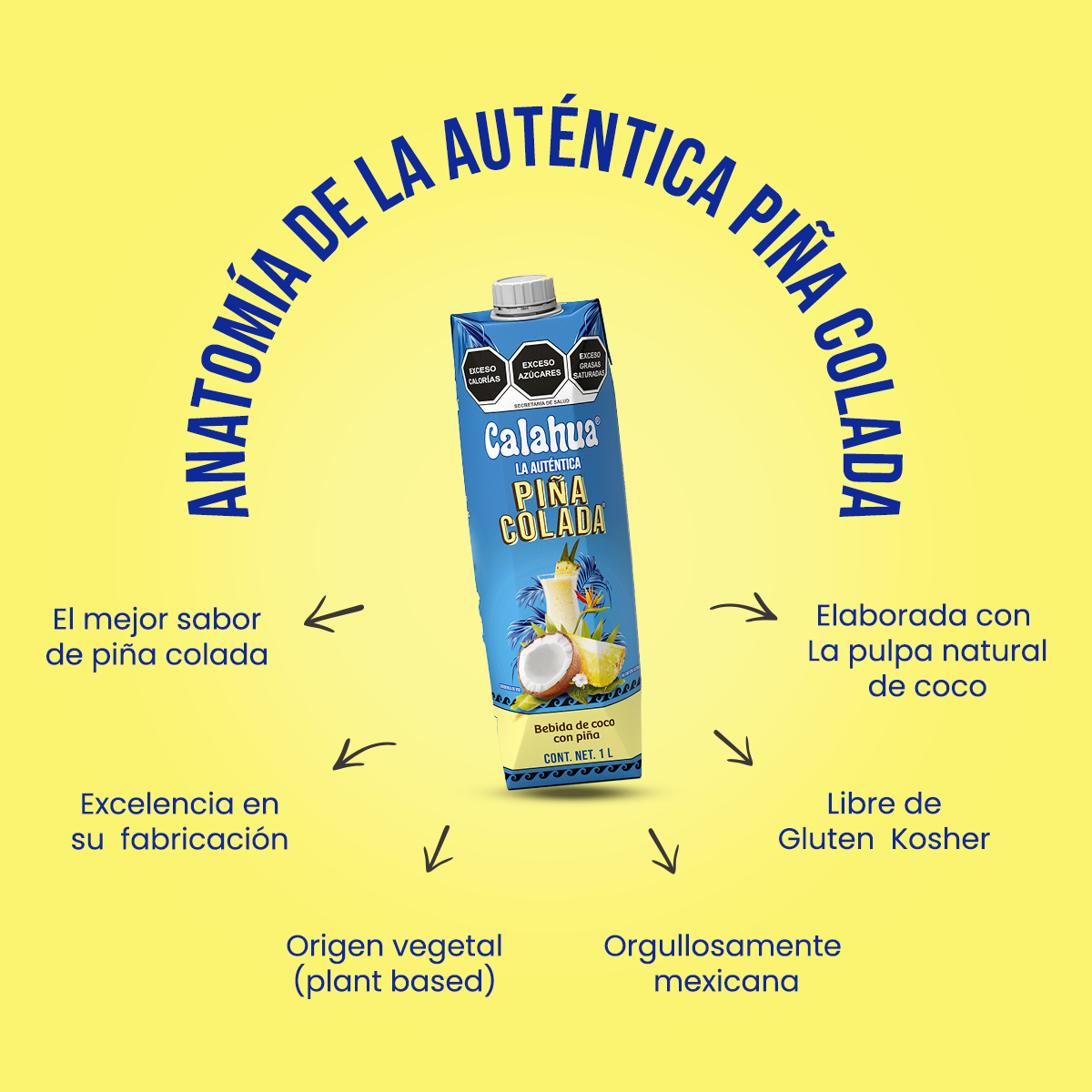 anatomia